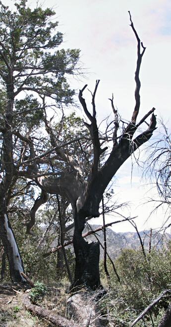 Guthrie Mountain burned tree